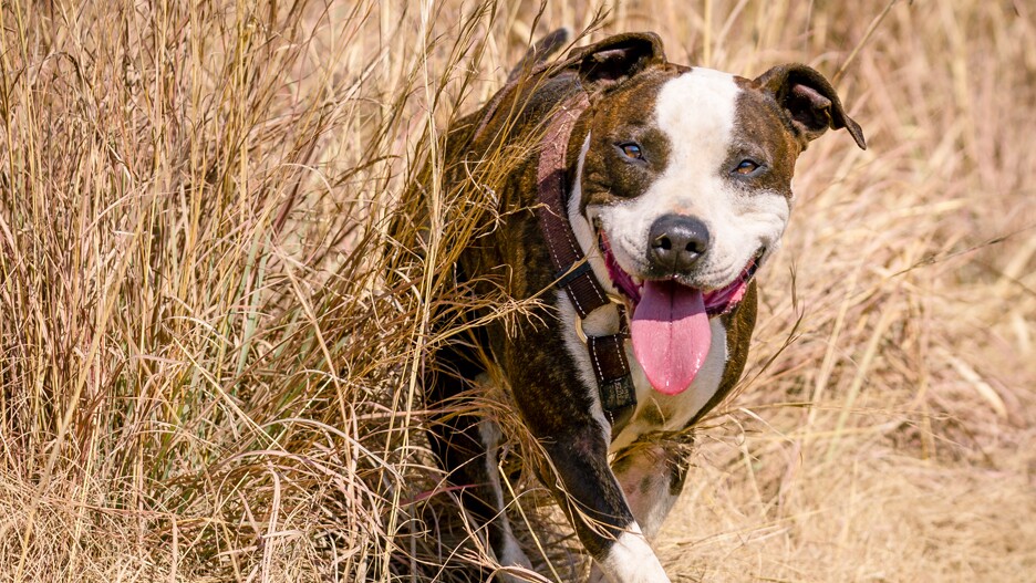 terug Gemengd Miljard Amerikaanse pitbull terriër: karakter, opvoeding en verzorging | MAXI ZOO