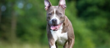 Fröhlicher American Pit Bull Terrier läuft im Grünen mit herausgestreckter Zunge und aufmerksamen Ohren.