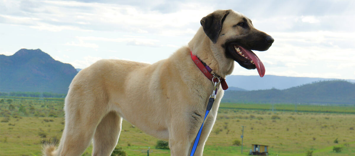 Giant store anatolian shepherd