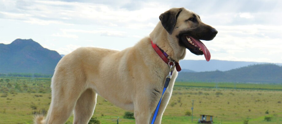 Profil latéral d'un chien de berger d'Anatolie sur une colline