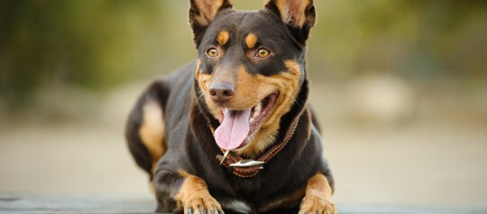 Glücklicher schwarz-brauner Hund mit aufrechten Ohren liegt draußen und schaut aufmerksam