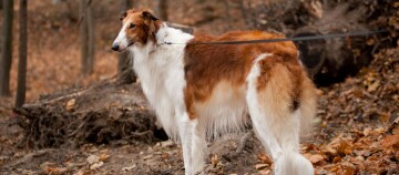 Borzoi-hond met lange witte en rode vacht aan de lijn in een herfstbos