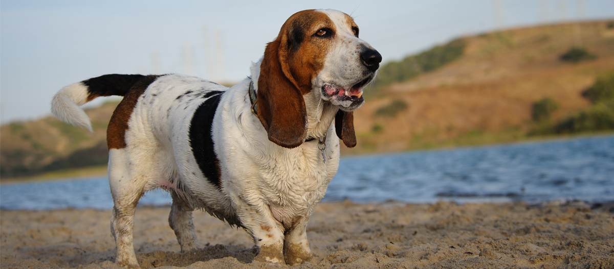 Basset Hound Caract re comportement et soins FRESSNAPF