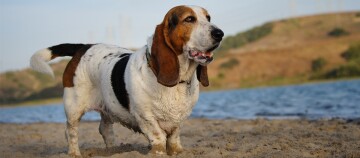 Chien Basset Hound debout sur une plage de sable près d'un lac avec un pelage blanc, noir et marron