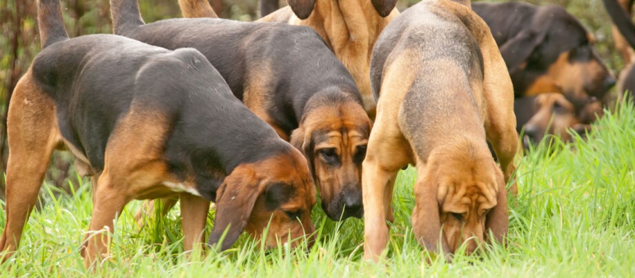 Verschillende bloedhonden snuffelen aan het gras in de weide