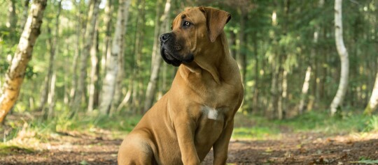 Großer muskulöser Hund mit braunem Fell und weißer Brustmarkierung sitzt aufmerksam auf einem Waldweg, umgeben von Birkenbäumen.