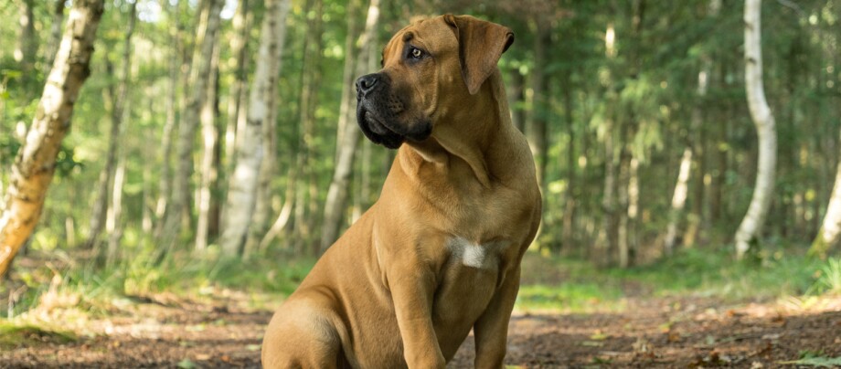 Boerboel Hund sitzt im Wald und schaut nach links