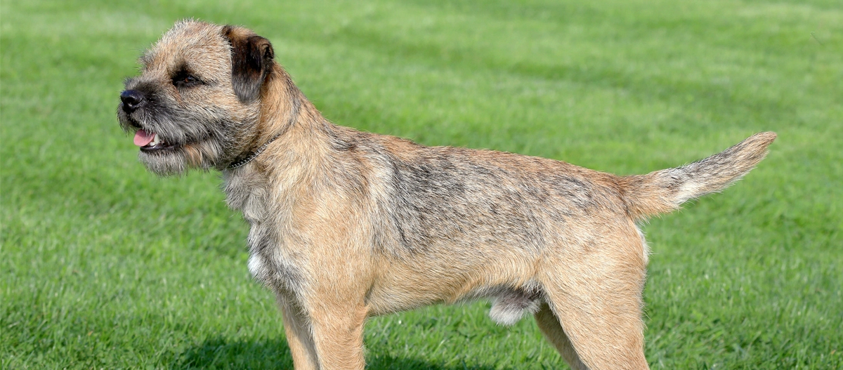 Border Terrier Hund mit drahtigem Fell steht auf grünem Grasfeld