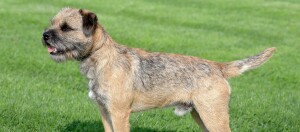 Border Terrier steht auf einer Wiese