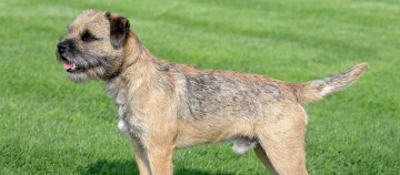 Border Terrier hond met ruwe vacht staand op groen grasveld