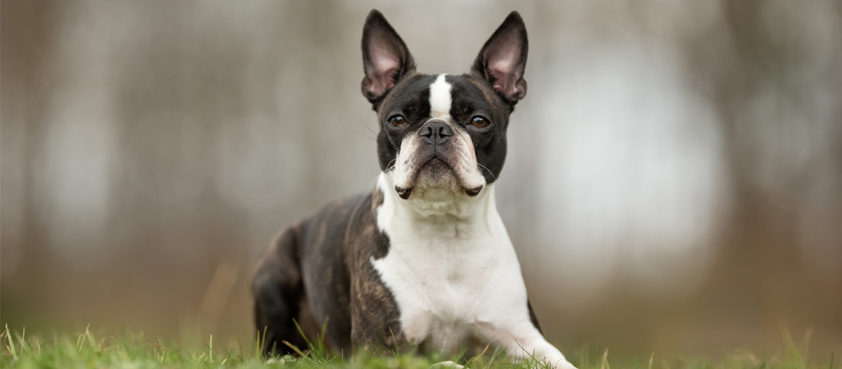 Boston Terrier comportement et soins MAXI ZOO