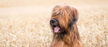 Langharige Briard-hond zittend in gouden tarweveld met tong uit, natuurlijke achtergrond