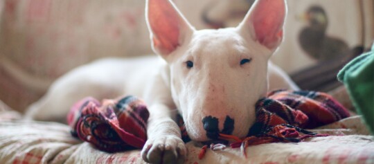 Weißer Bullterrier liegt entspannt auf einem gemusterten Sofa mit kariertem Schal