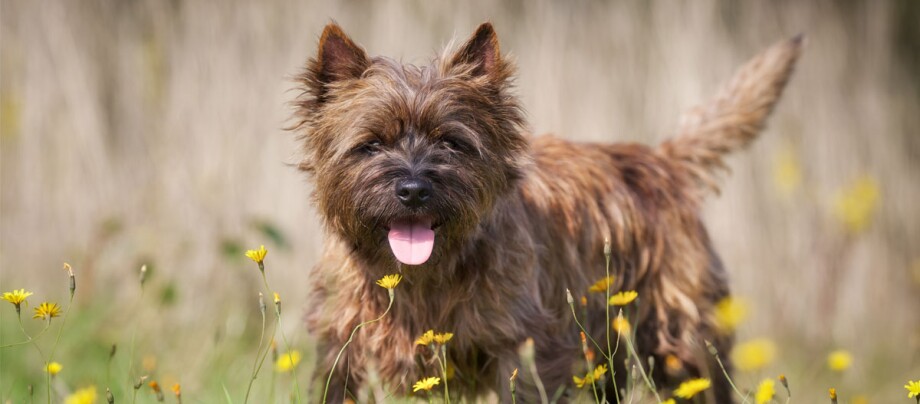 De kleine hond van de Cairn Terrier die in een gebied van bloemen staat