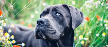 Close-up van een grote zwarte hond met blauwe ogen liggend in een veld met wilde bloemen.