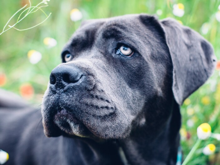 Cane Corso grooming, bathing and care