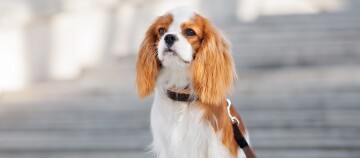 Cavalier King Charles Spaniel mit weiß-rotbraunem Fell sitzt draußen vor steinernen Treppen