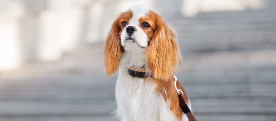 Kleine Cavalier King Charles Spaniel hond zittend en aan de lijn