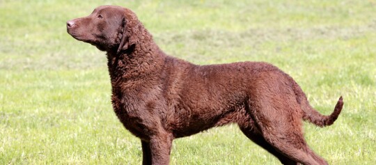 Brauner Chesapeake Bay Retriever Hund mit lockigem Fell steht auf grünem Gras im Freien