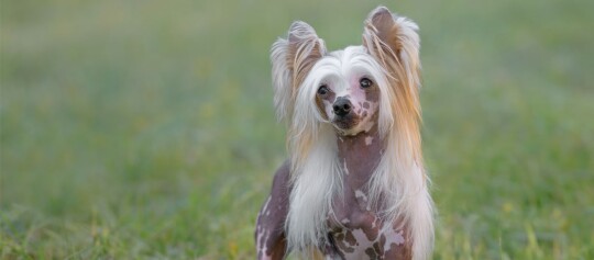 Chien Chinois à crête avec longs poils sur la tête et les oreilles debout sur l'herbe verte