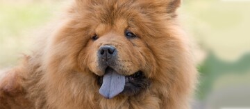 Close-up van een Chow Chow-hond met dikke roodbruine vacht en kenmerkende blauwzwarte tong