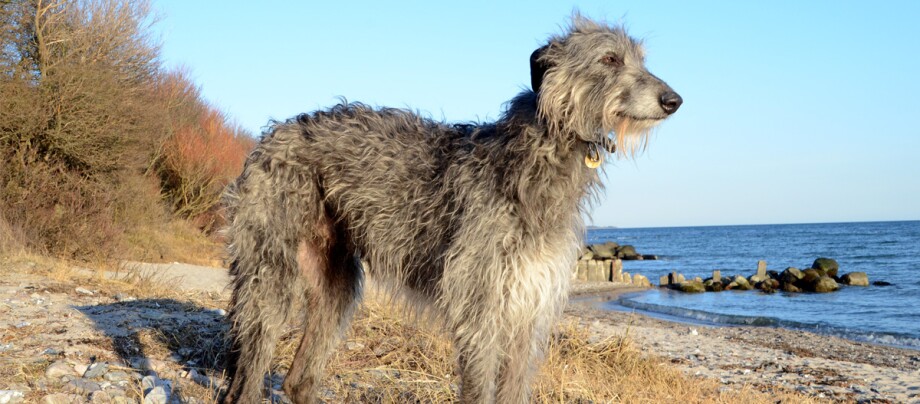 Großer Deerhound Hund steht am Strand