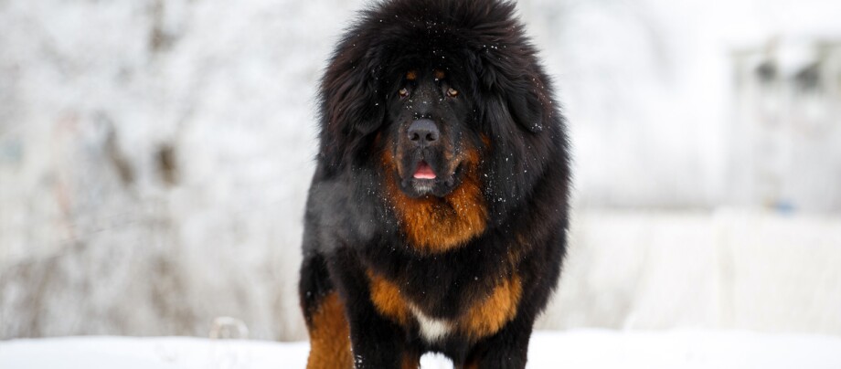 Do Khyi Hund steht im Schnee
