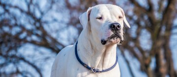 Witte gespierde hond met blauwe halsband voor wazige boomachtergrond buiten