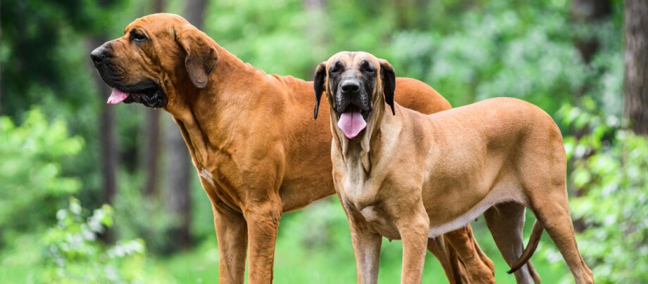 Zwei Fila Brasileiro Hunde stehen im Wald
