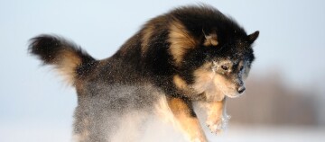 Un chien finlandais de Laponie court joyeusement dans la neige..adobe.com