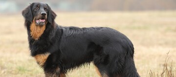 Hovawart-hond met zwart en bruin vacht staand op een grasveld buiten