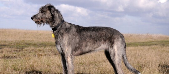 Großer irischer Wolfshund mit drahtigem grauem Fell steht auf einer grasbewachsenen Wiese unter bewölktem Himmel