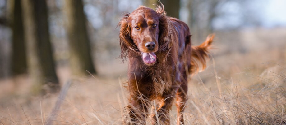 Irish Red Setter Hund läuft am Waldrand entlang