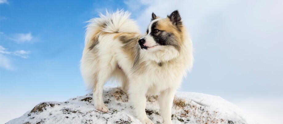 Islandhund steht auf einem kleinen Hügel