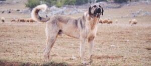 Großer Anatolischer Hirtenhund bewacht eine Schafherde auf einem trockenen Feld in ländlicher Umgebung