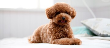 Petit caniche brun aux poils bouclés allongé confortablement sur un lit dans un intérieur chaleureux.