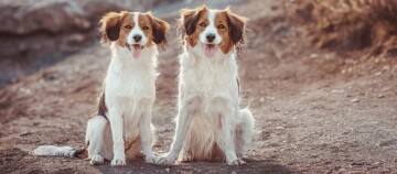 Twee middelgrote honden met bruin-witte vacht zitten naast elkaar op een natuurlijke ondergrond en kijken vrolijk naar de camera.