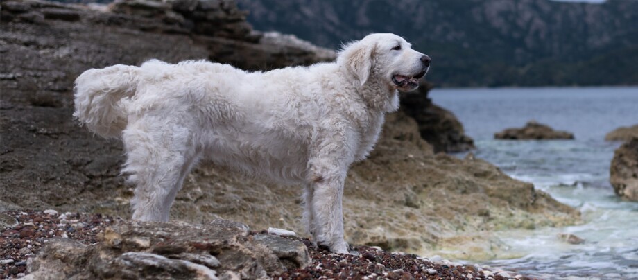 weißer Kuvasz Hund steht am Wasser