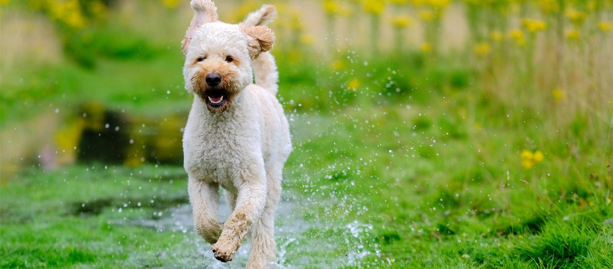 Labradoodle scratching all the 2024 time