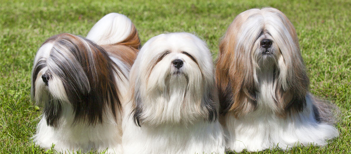 Lhassa Apso Caract re comportement et soins MAXI ZOO