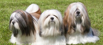 Trois chiens Lhasa Apso au pelage long et soigné assis sur une pelouse verte