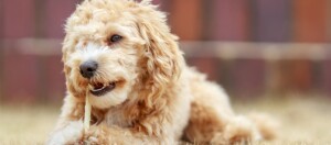Flauschiger hellbrauner Hund liegt auf dem Gras und kaut auf einem Knochen