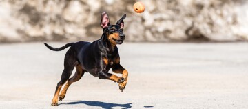Chien Doberman noir et feu sautant pour attraper une balle orange en plein air