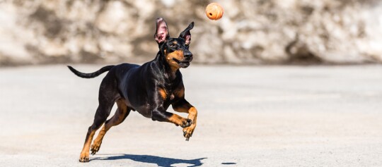 Pies rasy Doberman skacze i goni pomarańczową piłkę na zewnątrz