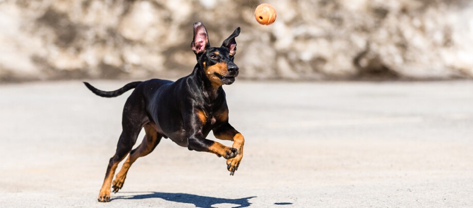 Manchester Terrier Hund spielt mit einem Ball