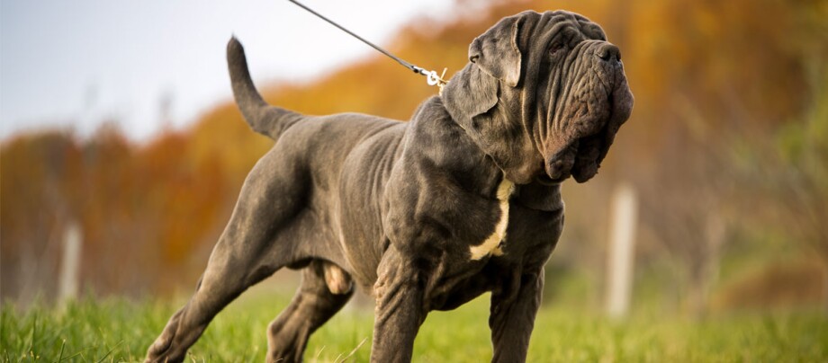 Mastino Napoletano Hund an der Hundeleine