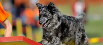 Merle gekleurde hond die geconcentreerd een rode en gele agility helling op rent tijdens een hondensportwedstrijd buiten.