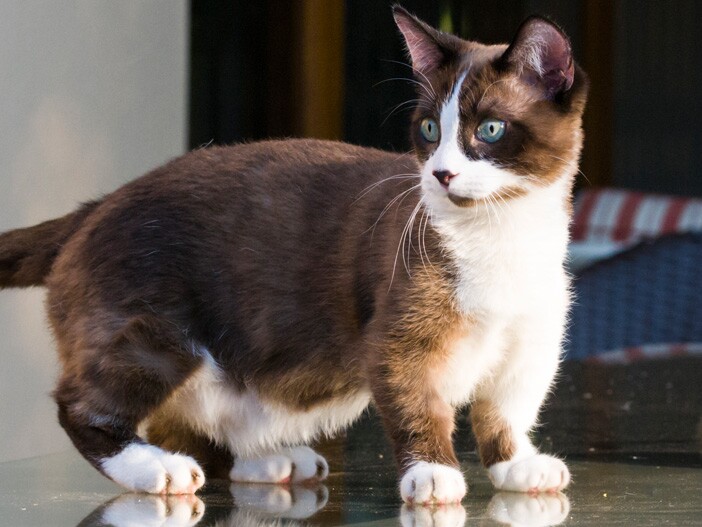 Munchkin : découvrez l'un des plus petits chats de race domestique