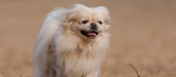 Kleine pluizige crèmegekleurde hond met lange vacht die gelukkig buiten loopt