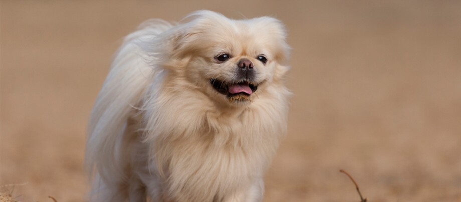 Pekingese Hund mit weißem Fell